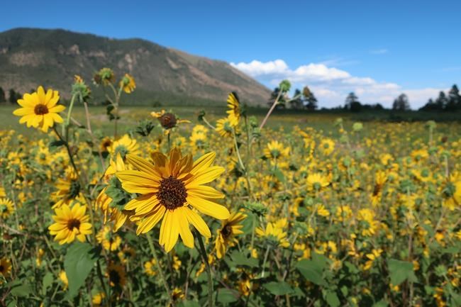 Rainy season unleashes with fury, beauty in US Southwest | iNFOnews.ca Rainy season unleashes with fury, beauty in US Southwest | iNFOnews.ca