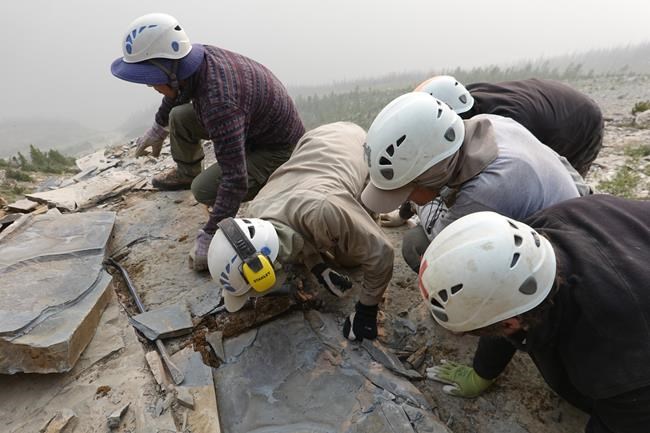 'Gasps all around:' New Burgess Shale fossil sheds light on the evolution of bigness | iNFOnews.ca