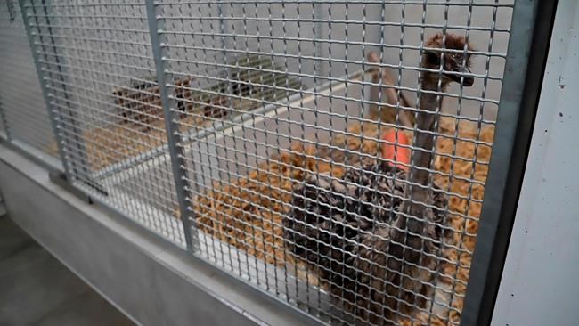 German town seeks owner of baby ostrich found in local park | iNFOnews.ca