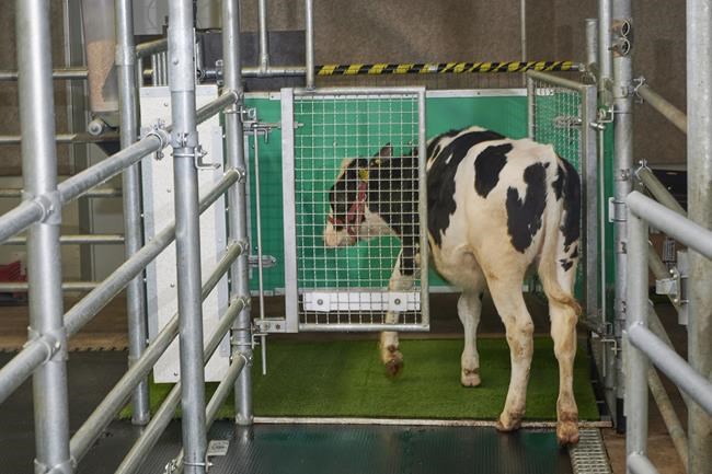 No bull: Scientists potty train cows to use 'MooLoo' | iNFOnews.ca