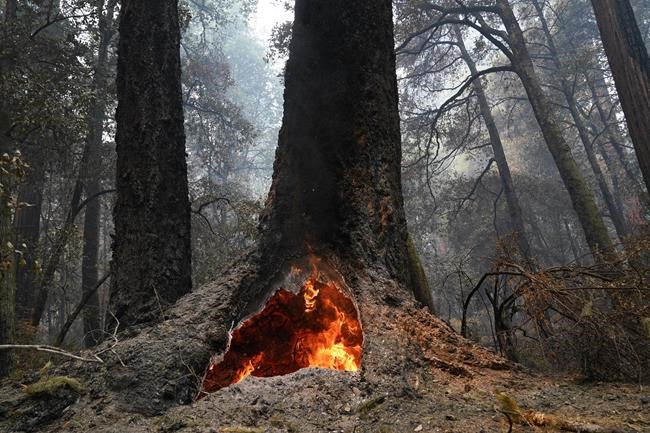 Fires shut Sequoia National Park, could threaten huge trees | iNFOnews.ca Fires shut Sequoia National Park, could threaten huge trees | iNFOnews.ca