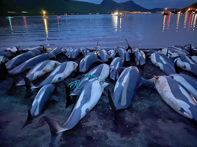Faeroese salmon exporter joins chorus, condemns dolphin hunt | iNFOnews.ca Faeroese salmon exporter joins chorus, condemns dolphin hunt | iNFOnews.ca