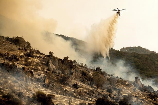 EXPLAINER: Fighting fire with fire to protect sequoia trees | iNFOnews.ca