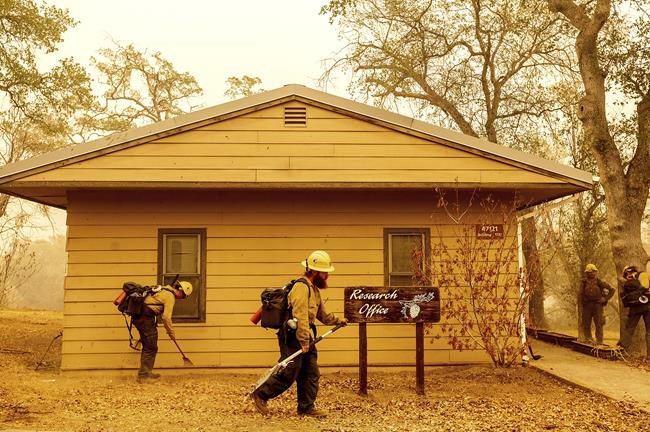 Fighting fire with fire to protect ancient sequoia trees | iNFOnews.ca Fighting fire with fire to protect ancient sequoia trees | iNFOnews.ca