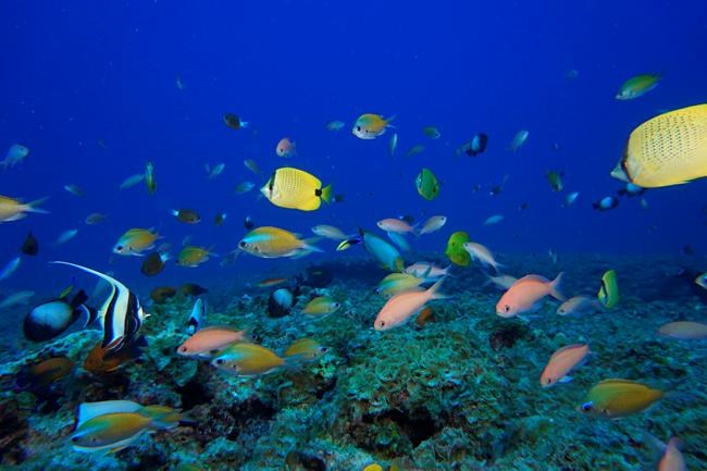 Coral reefs have lost half their ability to support human communities, study finds | iNFOnews.ca