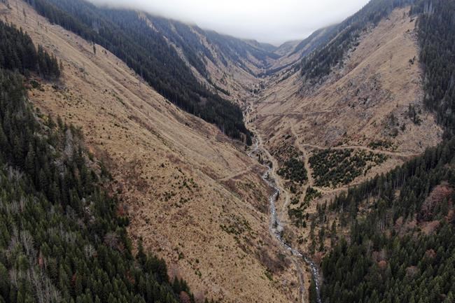 Romanian forest attack highlights illegal logging 'scourge' | iNFOnews.ca