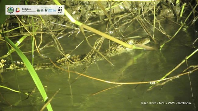 Hatchlings of endangered crocodile species found in Cambodia | iNFOnews.ca CP1941356772