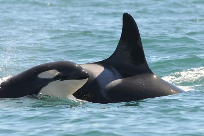 Death of endangered orca matriarch off B.C. could threaten whole pod: scientists | iNFOnews.ca