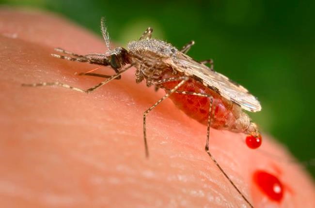 Researchers detect malaria resistant to key drug in Africa | iNFOnews.ca