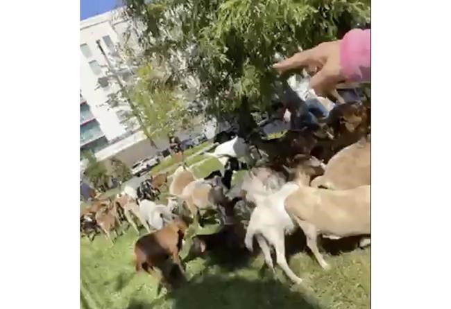 Goats get loose in Atlanta's tony Buckhead neighborhood | iNFOnews.ca Goats get loose in Atlanta's tony Buckhead neighborhood | iNFOnews.ca