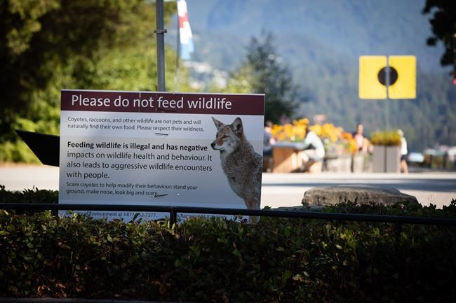Unanimous approval for ban on feeding any wild animals in Vancouver parks | iNFOnews.ca