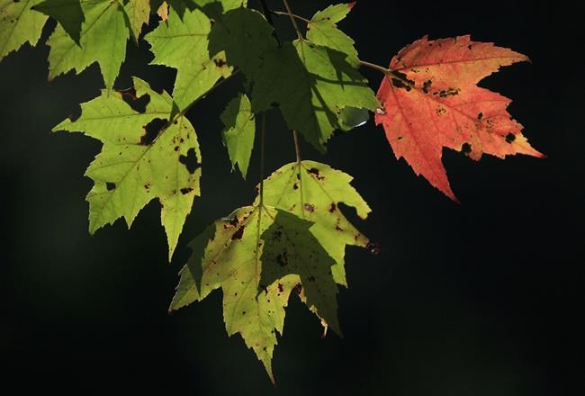 Why climate change is making it harder to chase fall foliage | iNFOnews.ca Why climate change is making it harder to chase fall foliage | iNFOnews.ca