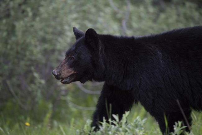 Whistler, B.C., resident fined $60,000 for feeding black bears | iNFOnews.ca Whistler, B.C., resident fined $60,000 for feeding black bears | iNFOnews.ca
