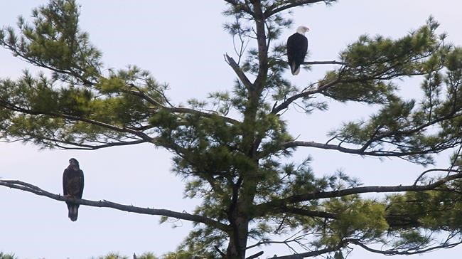 Vermont bald eagle restoration follows years of trying | iNFOnews.ca