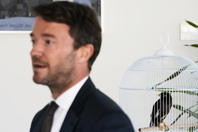 A bird stars in rare feel-good tale about Afghan evacuations | iNFOnews.ca