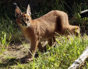 CP207779520