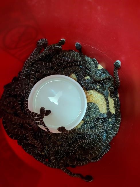 More than 90 snakes found under Northern California home | iNFOnews.ca