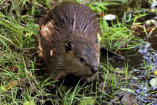 Family of beavers to be relocated from Cranbook, B.C., park, but not until spring | iNFOnews.ca CP869936172