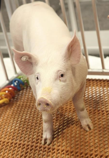 Pig-to-human transplants come a step closer with new test | iNFOnews.ca Pig-to-human transplants come a step closer with new test | iNFOnews.ca