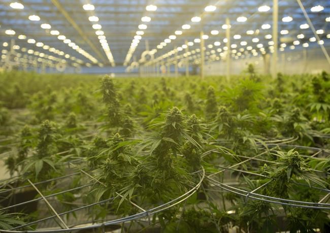Cannabis company Hexo names Scott Cooper as new CEO, effective immediately | iNFOnews.ca Cannabis company Hexo names Scott Cooper as new CEO, effective immediately | iNFOnews.ca