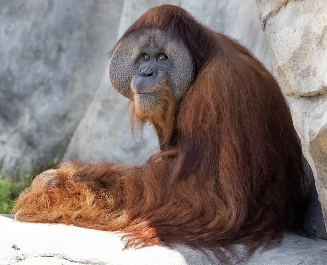 Endangered orangutan in New Orleans expecting twins | iNFOnews.ca