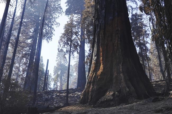 After California wildfire, thousands of trees to be removed | iNFOnews.ca