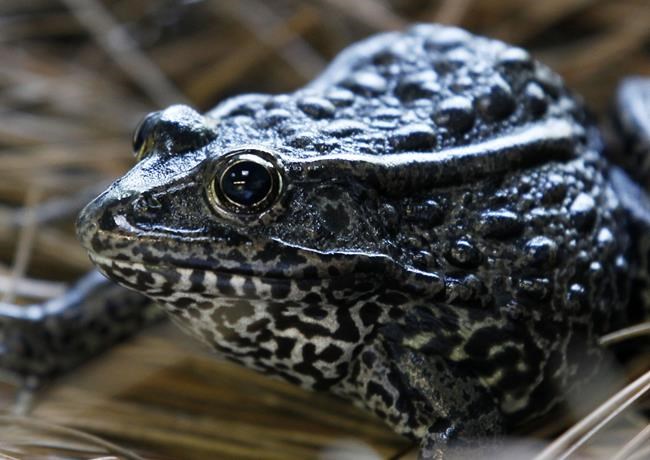 Wildlife agencies to cancel Trump endangered species rules | iNFOnews.ca Wildlife agencies to cancel Trump endangered species rules | iNFOnews.ca