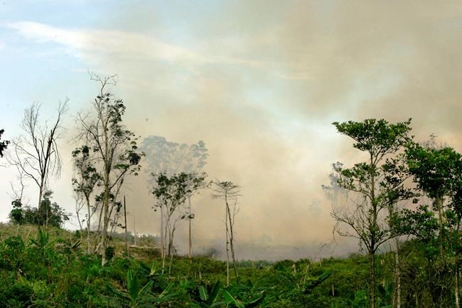 Study: 10 UNESCO forests emit more C02 than they soak up | iNFOnews.ca