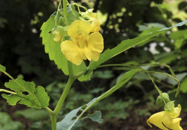 Some 'impatient' plants considered weeds, others cultivated | iNFOnews.ca CP578099936