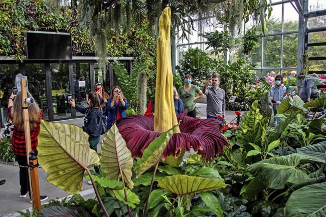 Giant 'corpse plant' draws crowds in Southern California | iNFOnews.ca Giant 'corpse plant' draws crowds in Southern California | iNFOnews.ca