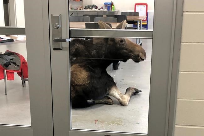 Moose makes dramatic entrance crashing through window of Saskatoon classroom | iNFOnews.ca