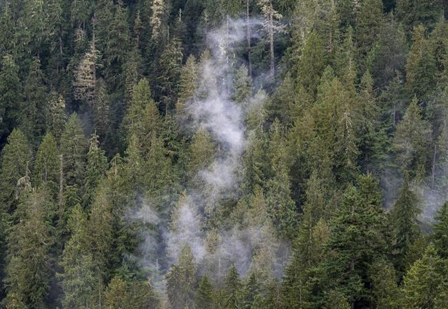 Indigenous leaders concerned over B.C.'s process for old-growth logging deferrals | iNFOnews.ca