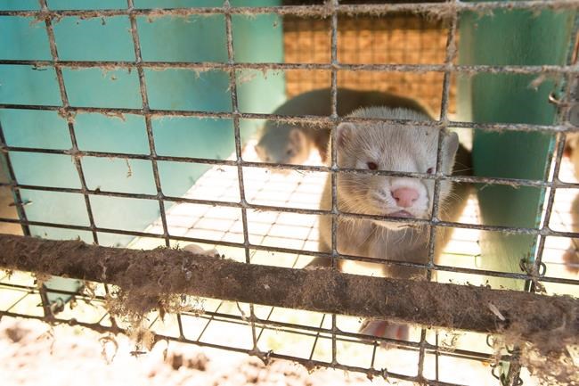 British Columbia phasing out mink farms because of COVID-19 spread | iNFOnews.ca