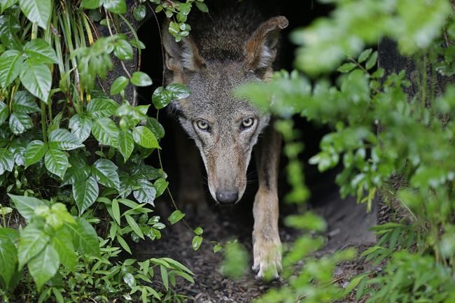 Feds abandon plan to shrink habitat of rare red wolves | iNFOnews.ca