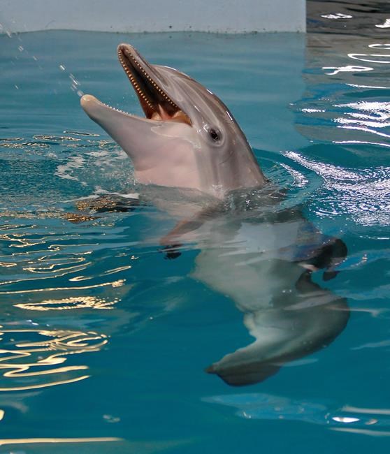 Beloved 'Dolphin Tale' star Winter dies at Florida aquarium | iNFOnews.ca