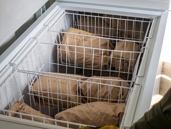 Program to kill Grand Canyon bison nets 4 animals, criticism | iNFOnews.ca