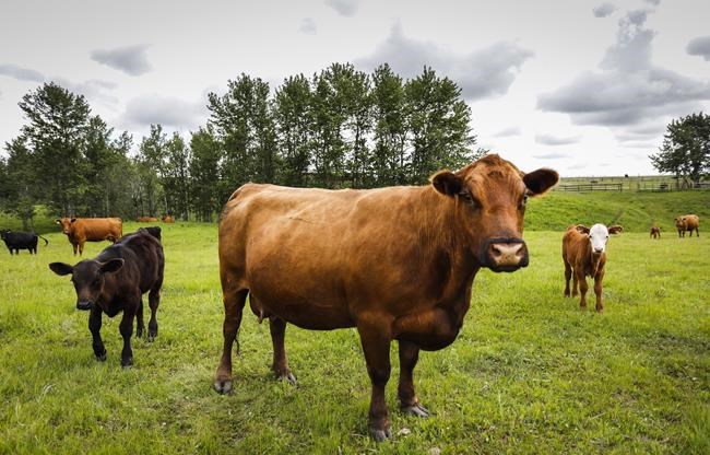 Prairie livestock producers facing shortage of feed, water as winter sets in | iNFOnews.ca Prairie livestock producers facing shortage of feed, water as winter sets in | iNFOnews.ca