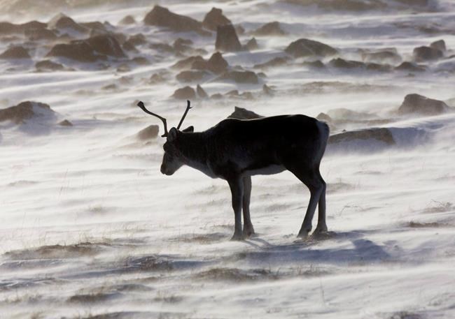 Quebec builds fences around caribou as experts decry lack of habitat protection | iNFOnews.ca Quebec builds fences around caribou as experts decry lack of habitat protection | iNFOnews.ca