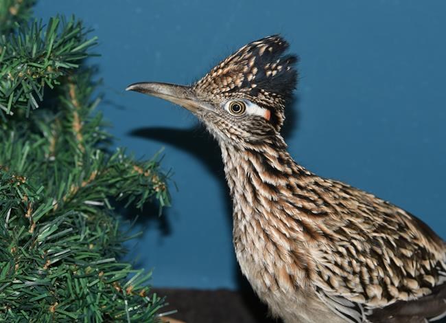Roadrunner, going faster, ends up in Maine after hitchhike | iNFOnews.ca