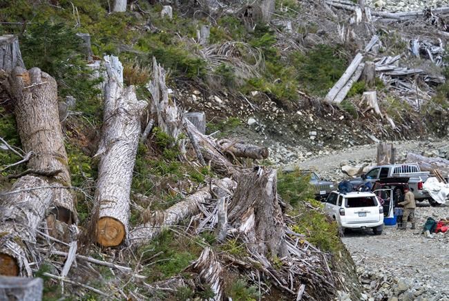 Appeal Court reserves injunction decision in Fairy Creek old-growth logging protests | iNFOnews.ca CP698011711