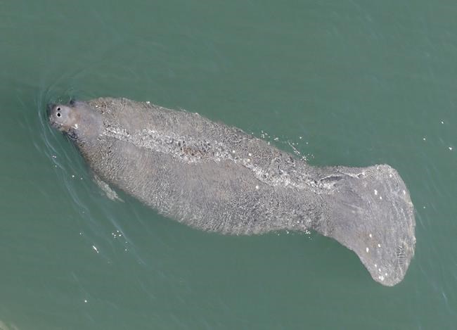 Florida tops 1,000 manatee deaths in grim single-year record | iNFOnews.ca CP1591973904