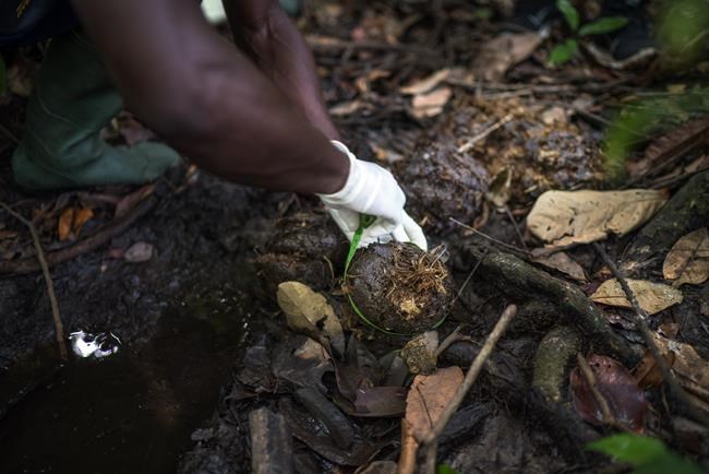 Gabon is last bastion of endangered African forest elephants | iNFOnews.ca