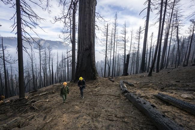 Wildfires torched up to a fifth of all giant sequoia trees | iNFOnews.ca Wildfires torched up to a fifth of all giant sequoia trees | iNFOnews.ca