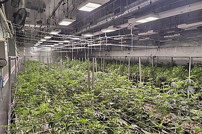 8 arrested, 3,000 pounds of pot seized at LA warehouse | iNFOnews.ca