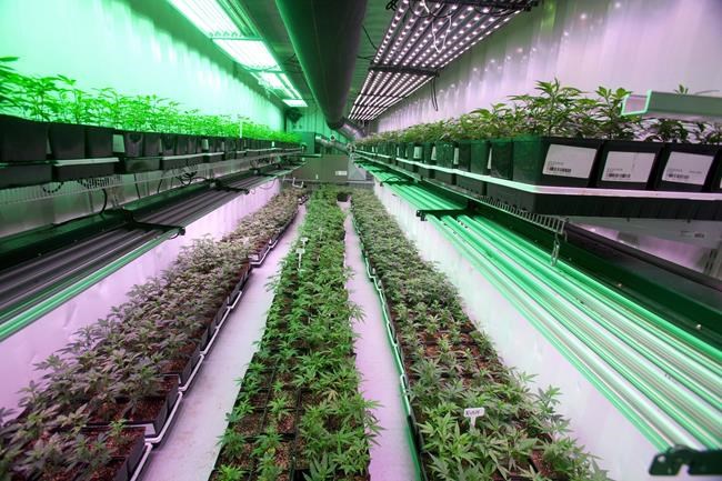 Cannabis company Organigram reports Q4 loss, revenue up 22 per cent from year ago | iNFOnews.ca