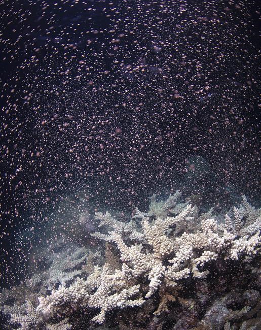 Australia’s Barrier Reef erupts in color as corals spawn | iNFOnews.ca