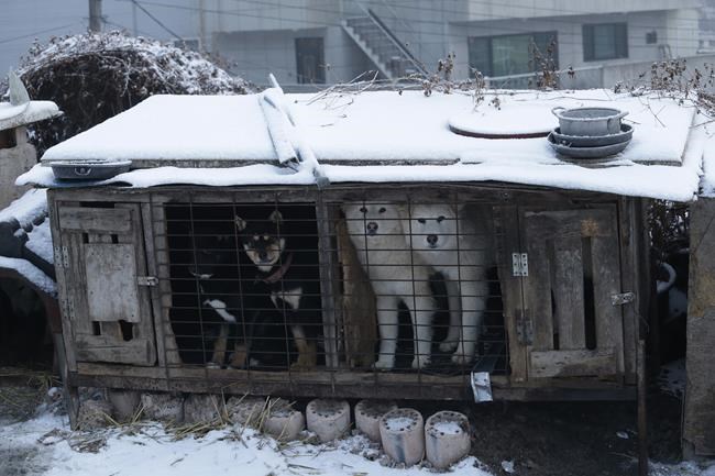 South Korea to launch task force on banning dog meat | iNFOnews.ca