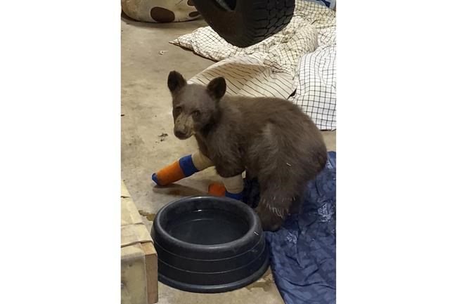 Cash coming to Tahoe animal center where burned cub escaped | iNFOnews.ca