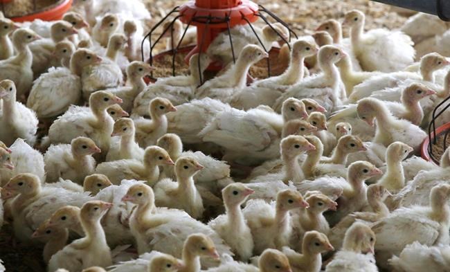 Turkeys expected to be pricier, harder to find this Christmas | iNFOnews.ca