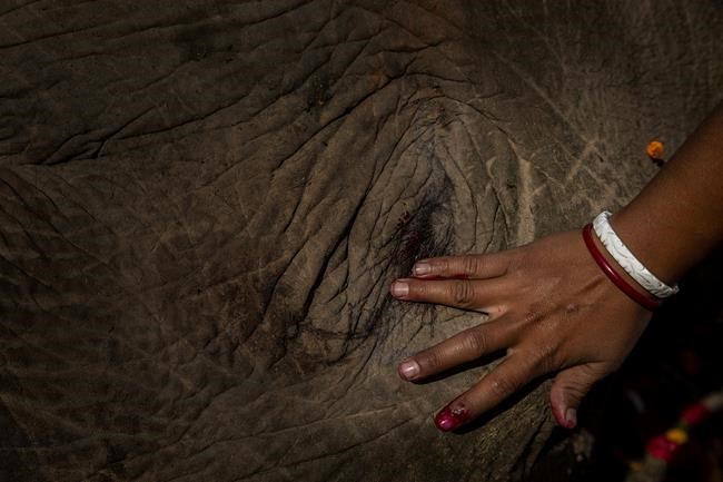 Train kills 2 elephants walking on track in northeast India | iNFOnews.ca